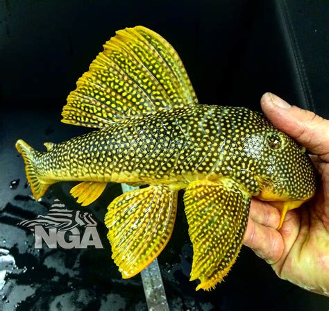 1970 best Pleco images on Pholder | Aquariums, Aquarium Memes and Aquarium