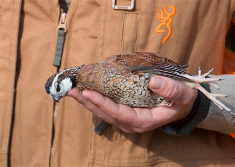 Quail Hunting – Moss Hammock