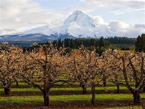 Mt Hood Apple Picking Spots on Hood River Fruit Loop - Take Your Pick!