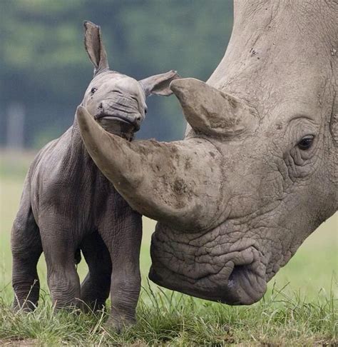 Cute baby rhino and mother | Cute Rhinos & Cartoons | Pinterest | Cute ...