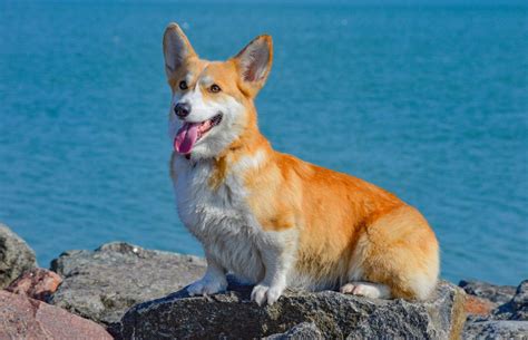 Can Corgis Be Left Alone (All Day)? What You Should Know | Corgi Adoption