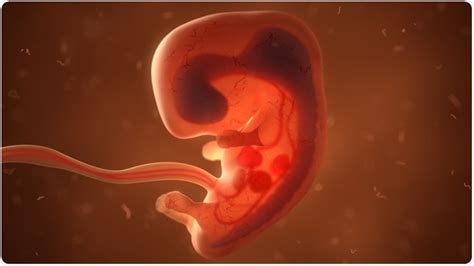 The Stages of Early Embryonic Development - Freeschi