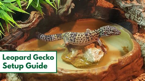 How to Set up a Leopard Gecko Habitat: Step-By-Step Beginner's Guide