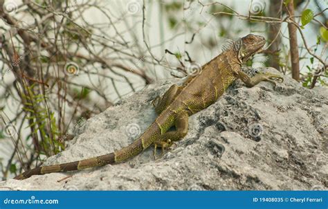 Florida Keys Wildlife Series 1 Stock Image - Image of florida, tropical ...