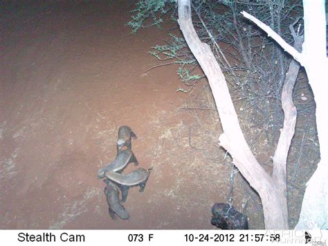 Honey Badger Pictures | Page 2 | AfricaHunting.com