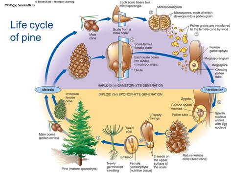 Pinophyta Life Cycle