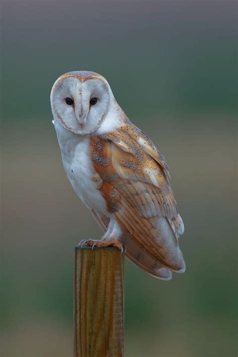 Barn Owl by Nigel Pye on 500px | Owl, Barn, Animals