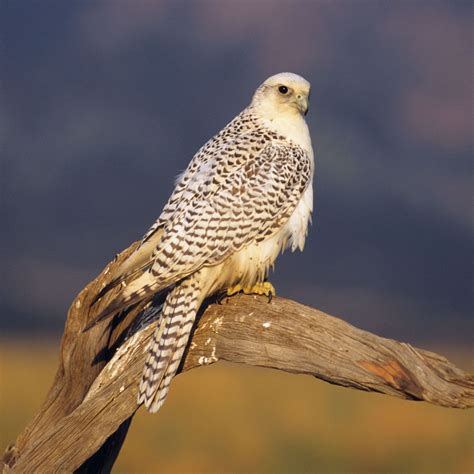 Gyrfalcon | Arctic, Predator & Raptor | Britannica