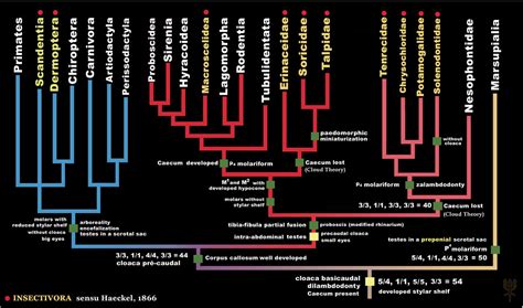 FILOGENIA de EUTHERIA - Phylogeny of Eutheria | This is an o… | Flickr