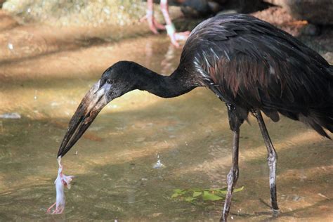 African Openbill Stork