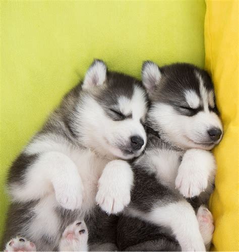 cute husky puppies - Cute Puppies Photo (41541434) - Fanpop