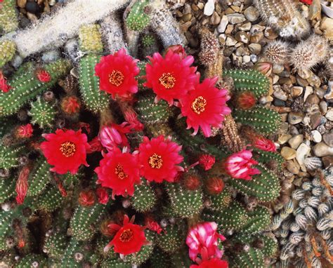 21 Best Cactus Plants to Grow in Your Garden