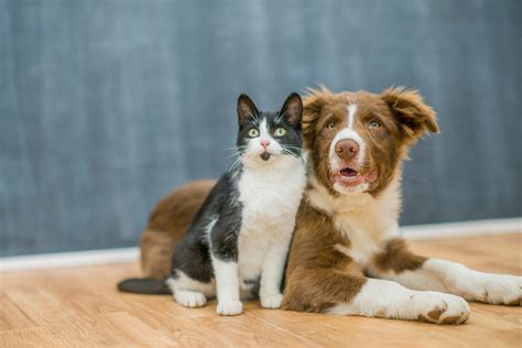 Photos That Prove Cats and Dogs Can Be Friends | Reader's Digest