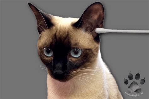 Siamese Cat Ear Care: Complete Cleaning Guide