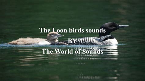 loon birds call sounds ( natural sounds ) - YouTube