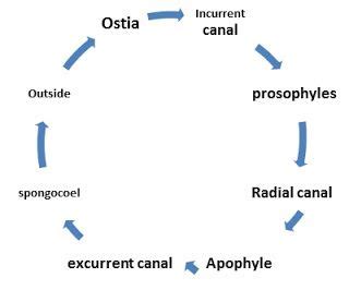 Canal System Of Sycon With Diagram | System, Canal, Diagram