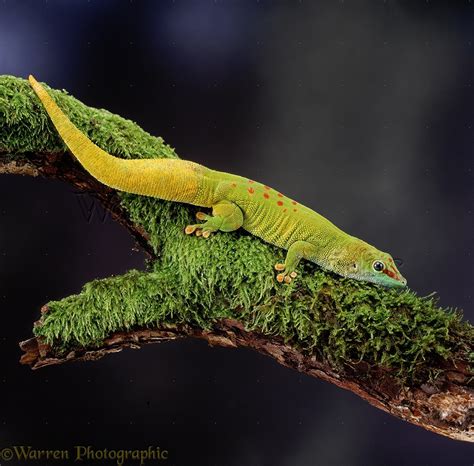 Madagascar Day Gecko photo WP06706