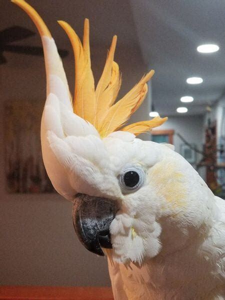 Area pets available for adoption (now with BIRD PHOTOS), Oct. 23, 2019 ...