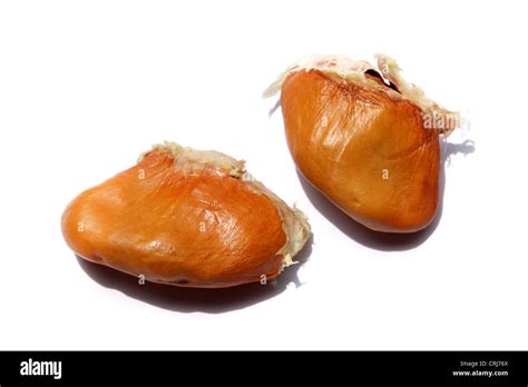 Durian seeds Stock Photo: 48958642 - Alamy