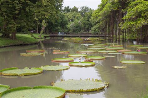 Victoria lotus leaves stock image. Image of blossom, lake - 61108905