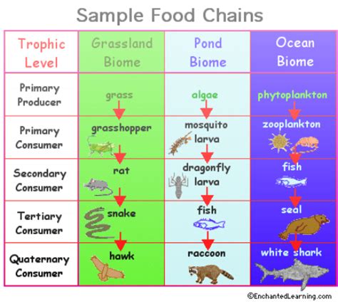 Food webs and food chains - kids do ecology