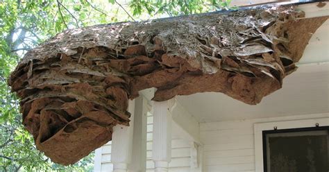 Massive wasp nests as big as a car are appearing in Alabama (again ...