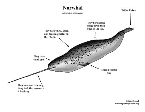 Narwhal Anatomy