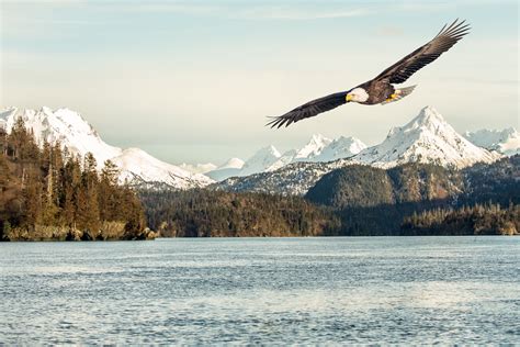 In distance photo of flying bald eagle, alaska HD wallpaper | Wallpaper ...