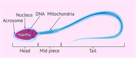 [DIAGRAM] Labeled Sperm Cell Diagram - MYDIAGRAM.ONLINE