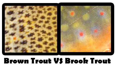 Brown Trout vs Brook Trout - How To Tell The Difference | Troutster.com ...