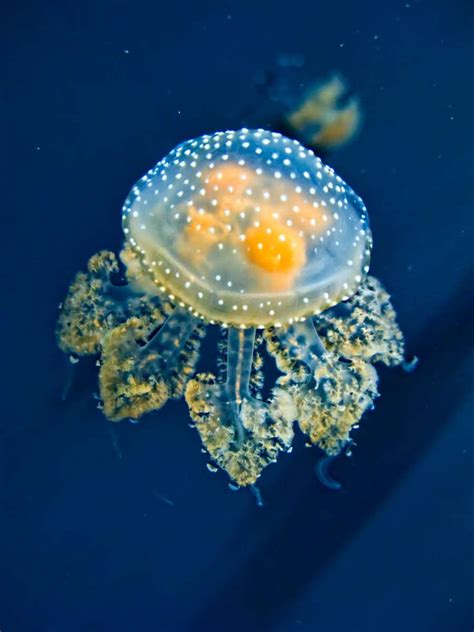 The Cnidarians: Jellyfish, Sea Anemones, Hydrozoans, and Corals | HubPages