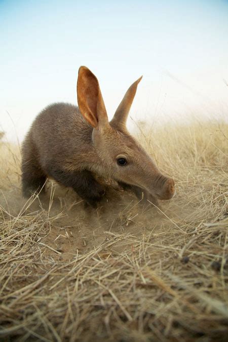 Meet Barkie, the baby aardvark - Africa Geographic