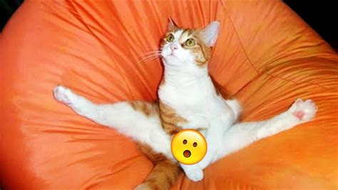 Die 50 lustigsten KATZEN BILDER 😂😂 - YouTube