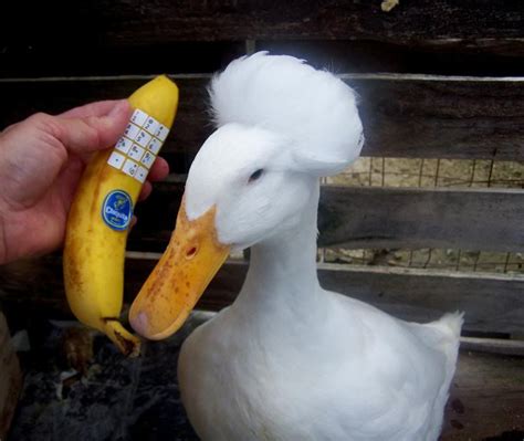 banana phone Funny Duck, Funny Animal Memes, Funny Animals, Cute ...