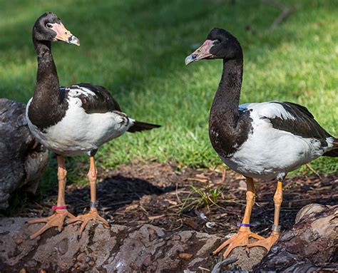 Magpie Goose | San Diego Zoo Safari Park