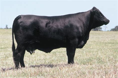 Angus | Grass-fed, Beef Quality, Marbling | Britannica