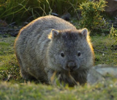 88 best images about ️ Wombat ️ on Pinterest | Wombat, Little babies ...