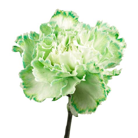 Green Carnations - Aisha Flowers