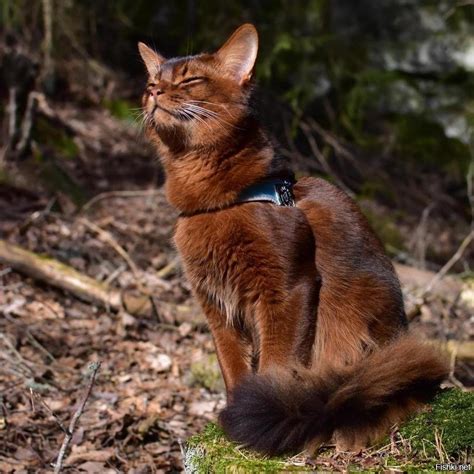 Somali Cat Personality and Behavior