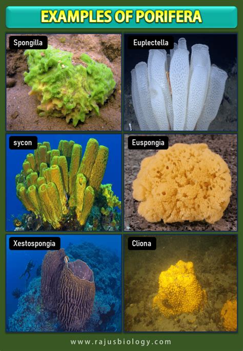 Phylum Porifera Characteristics, Classification and Examples (with ...