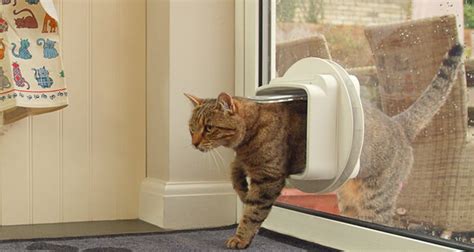 How Long Does Cat Flap Installation Take? - Nerd-con