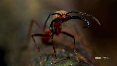 A Formidable Army of Ants | The Hunt | BBC America