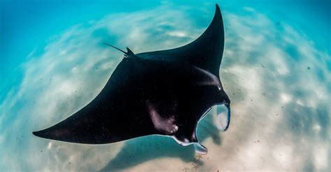 Are Manta Rays Dangerous? - AZ Animals