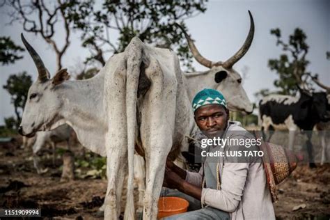 378 Fulani Herdsmen Stock Photos, High-Res Pictures, and Images - Getty ...