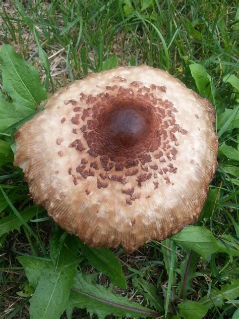 what is this - Mushroom Hunting and Identification - Shroomery Message ...