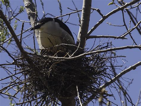 Capt Mondo's Photo Blog » Blog Archive » Nesting Night Herons in Tommy ...