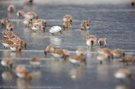 Shorebird migration | Photos by Ron Niebrugge