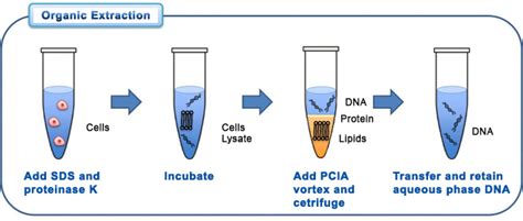 Human karyotype :: DNA extraction