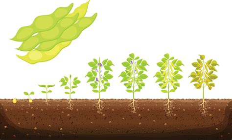 Soybean plant growth stages infographic. Soy growth stages, soybean ...