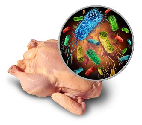 Salmonella Food Poisoning Symptoms? A Salmonellosis Primer